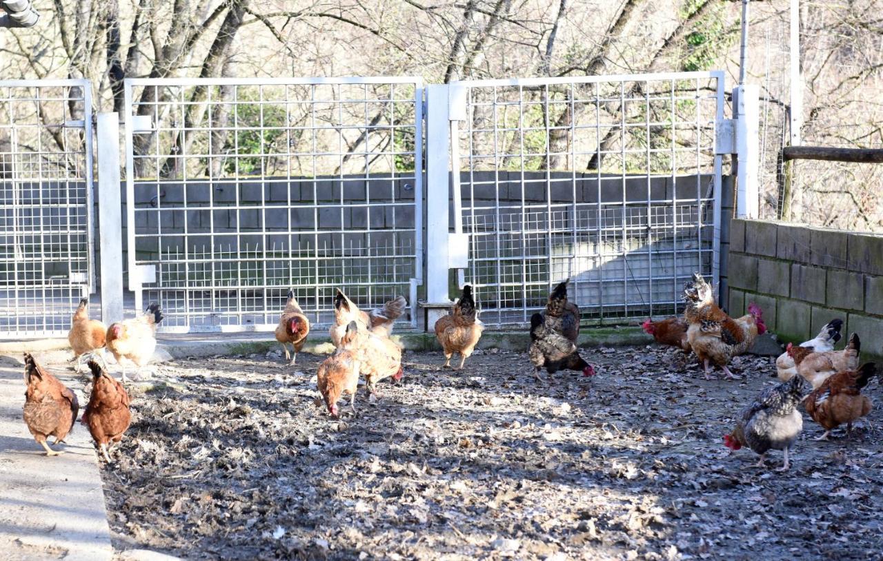里波尔 Turisme Rural Mas Isoles旅馆 外观 照片